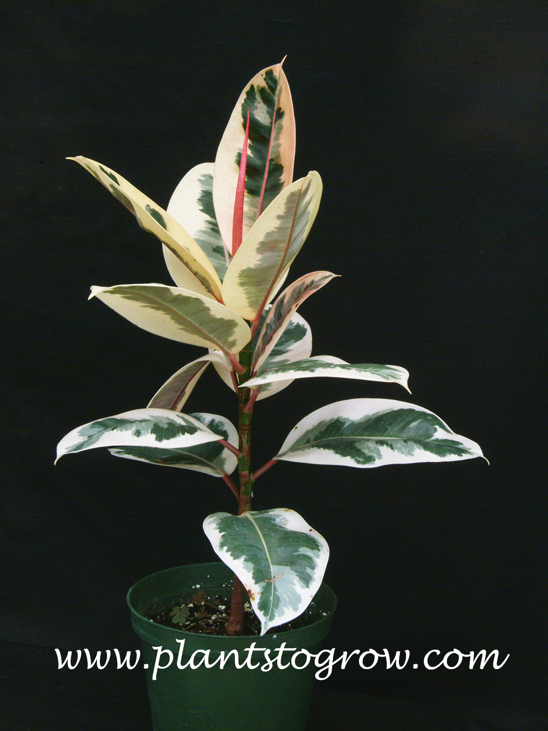 Variegated Rubber tree (Ficus elastica variegatus)